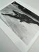 "Crocodile Eating Ballerina, 1983" 20x24 Vintage Silver Gelatin Print by Helmut Newton