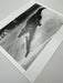 "Crocodile Eating Ballerina, 1983" 20x24 Vintage Silver Gelatin Print by Helmut Newton