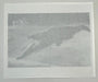 "Crocodile Eating Ballerina, 1983" 20x24 Vintage Silver Gelatin Print by Helmut Newton
