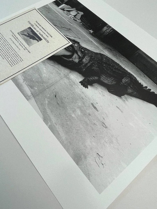 "Crocodile Eating Ballerina, 1983" 20x24 Vintage Silver Gelatin Print by Helmut Newton
