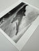 "Crocodile Eating Ballerina, 1983" 20x24 Vintage Silver Gelatin Print by Helmut Newton
