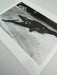 "Crocodile Eating Ballerina, 1983" 20x24 Vintage Silver Gelatin Print by Helmut Newton