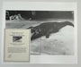 "Crocodile Eating Ballerina, 1983" 20x24 Vintage Silver Gelatin Print by Helmut Newton