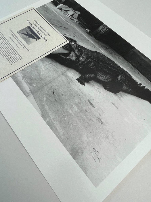 "Crocodile Eating Ballerina, 1983" 20x24 Vintage Silver Gelatin Print by Helmut Newton