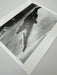 "Crocodile Eating Ballerina, 1983" 20x24 Vintage Silver Gelatin Print by Helmut Newton