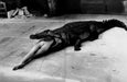 "Crocodile Eating Ballerina, 1983" 20x24 Vintage Silver Gelatin Print by Helmut Newton