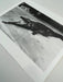 "Crocodile Eating Ballerina, 1983" 20x24 Vintage Silver Gelatin Print by Helmut Newton