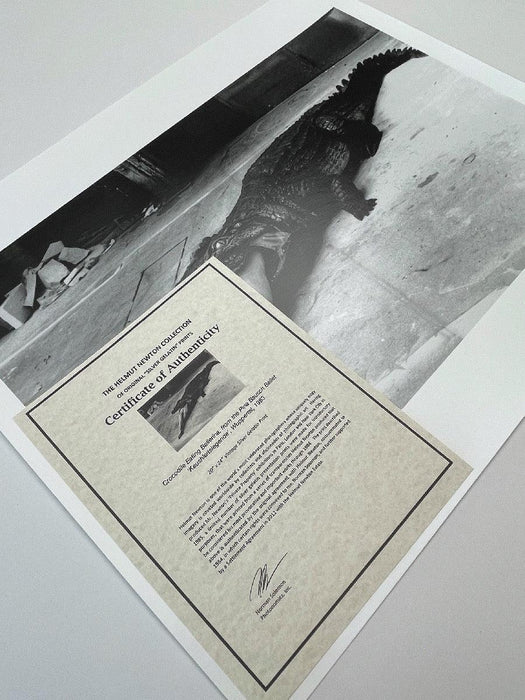 "Crocodile Eating Ballerina, 1983" 20x24 Vintage Silver Gelatin Print by Helmut Newton