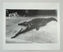 "Crocodile Eating Ballerina, 1983" 20x24 Vintage Silver Gelatin Print by Helmut Newton
