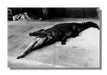 "Crocodile Eating Ballerina, 1983" 20x24 Vintage Silver Gelatin Print by Helmut Newton Photography