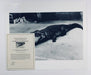 "Crocodile Eating Ballerina, 1983" 20x24 Vintage Silver Gelatin Print by Helmut Newton Photography