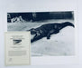 "Crocodile Eating Ballerina, 1983" 20x24 Vintage Silver Gelatin Print by Helmut Newton Photography
