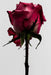 "Rose 1" Limited Edition Fine Art Print by Mario Kroes